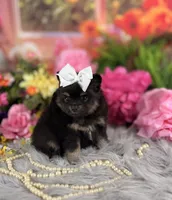 Baby girl pom, a female Pomeranian for sale in Pearson, GA – 1 of 4