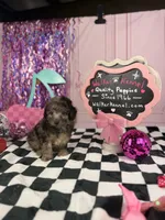 Merle Toy Boy, a male Cavapoo for sale in Pearson, GA – 4 of 4