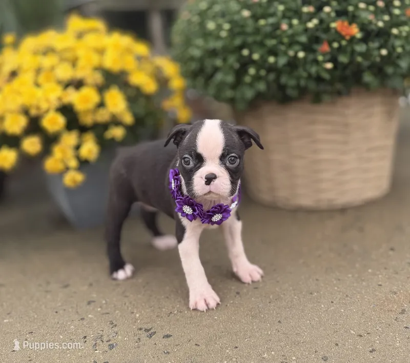Pretty girl – Boston Terrier puppy for sale in Pearson, GA