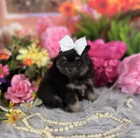 Baby girl pom, a female Pomeranian for sale in Pearson, GA – 2 of 4