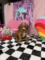 Mini red Boy , a male Cavapoo for sale in Pearson, GA – 3 of 4