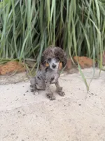Tcup Merle Male , a male Poodle - Toy  for sale in Pearson, GA – 5 of 6