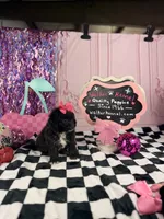 Toy Girl, a female Cavapoo for sale in Pearson, GA – 4 of 4