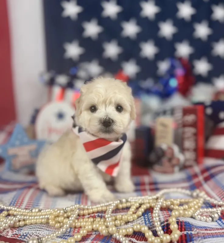 Toy Aussiedoodle boy – Poodle - Toy , Toy Australian Shepherd puppy for sale in Pearson, GA