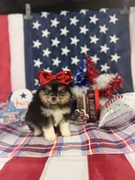 Tri female , a male Pomeranian for sale in Pearson, GA – 4 of 4