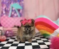 Tiny sable girl , a female Pomeranian for sale in Pearson, GA – 2 of 5
