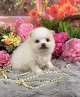 Cream Boy, a male Pomeranian for sale in Pearson, GA – 3 of 5