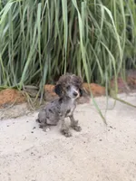 Tcup Merle Male , a male Poodle - Toy  for sale in Pearson, GA – 4 of 6