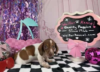 Blue eyed Red Piebald, a male Miniature Dachshund for sale in Pearson, GA – 3 of 4