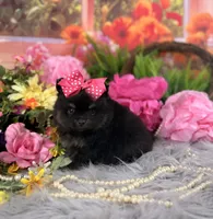 Girl Pom , a female Pomeranian for sale in Pearson, GA – 3 of 3