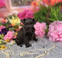 Tiny Chocolate boy, a male Miniature Schnauzer for sale in Pearson, GA – 3 of 3