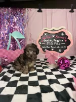 Merle Toy Boy, a male Cavapoo for sale in Pearson, GA – 3 of 4