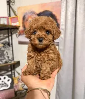 Tiny Toy Red girl, a female Cavapoo for sale in Pearson, GA – Photo 3 of 3