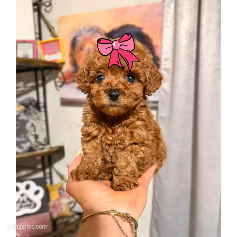 Tiny Toy Red girl – Cavapoo puppy for sale in Pearson, GA