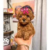 Tiny Toy Red girl, a female Cavapoo for sale in Pearson, GA – Photo 1 of 3