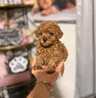 Tiny Toy Red girl, a female Cavapoo for sale in Pearson, GA – Photo 2 of 3