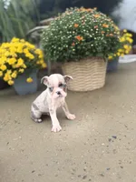 Tiny Merle boy, a male Boston Terrier for sale in Pearson, GA – 2 of 4