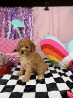 Toy male , a male Miniature Goldendoodle for sale in Pearson, GA – 2 of 4