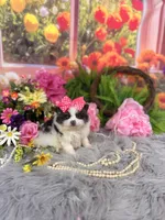 Parti Girl , a female Pomeranian for sale in Pearson, GA – 4 of 5