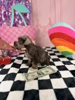 Toy liver pepper boy, a male Miniature Schnauzer for sale in Pearson, GA – 4 of 4