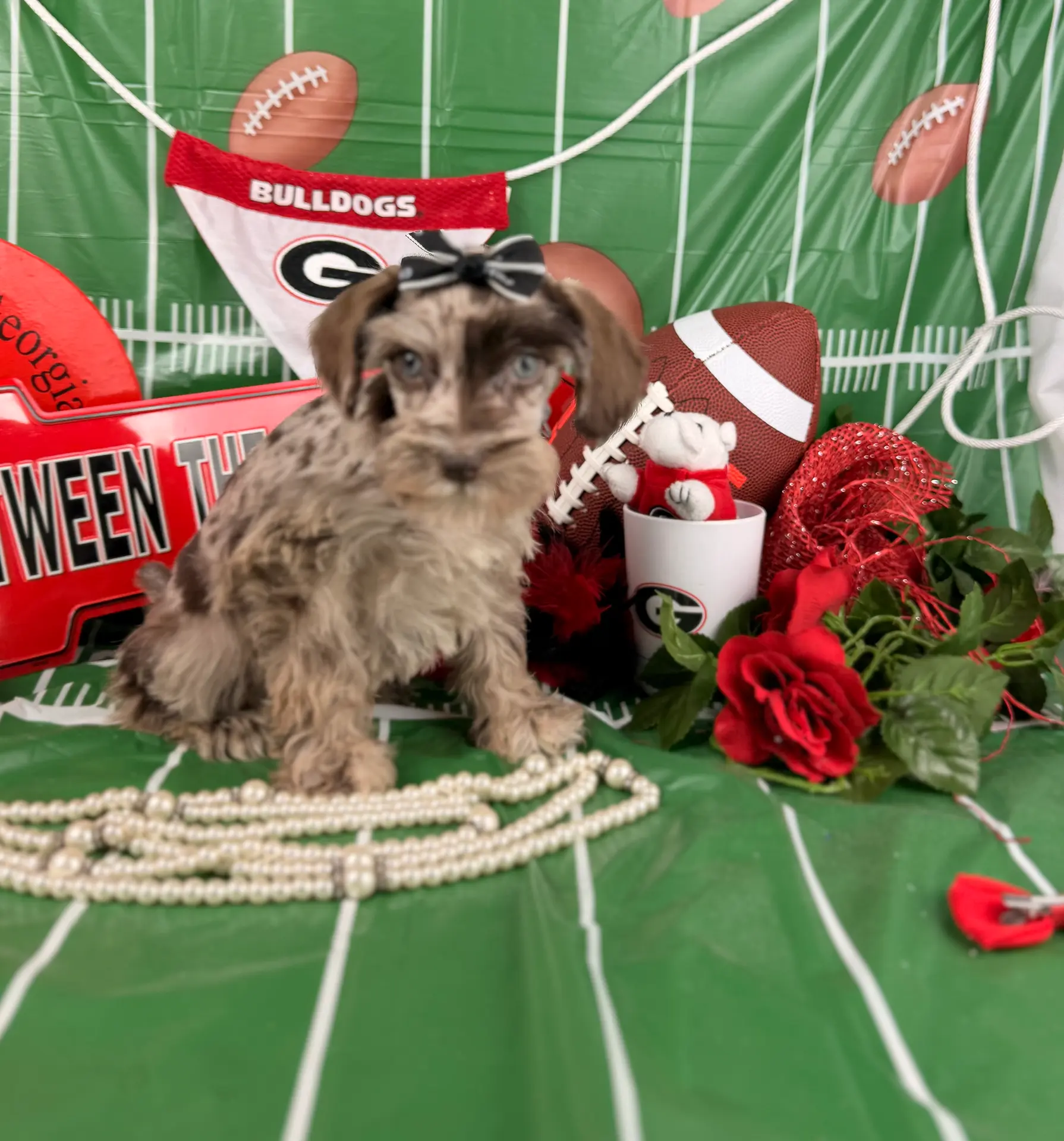Red Merle Girl, a female Miniature Schnauzer for sale in Pearson, GA – Photo 2 of 6