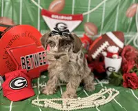 Red Merle Girl, a female Miniature Schnauzer for sale in Pearson, GA – Photo 1 of 6