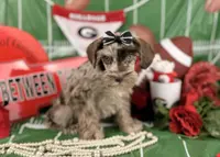 Red Merle Girl, a female Miniature Schnauzer for sale in Pearson, GA – Photo 3 of 6