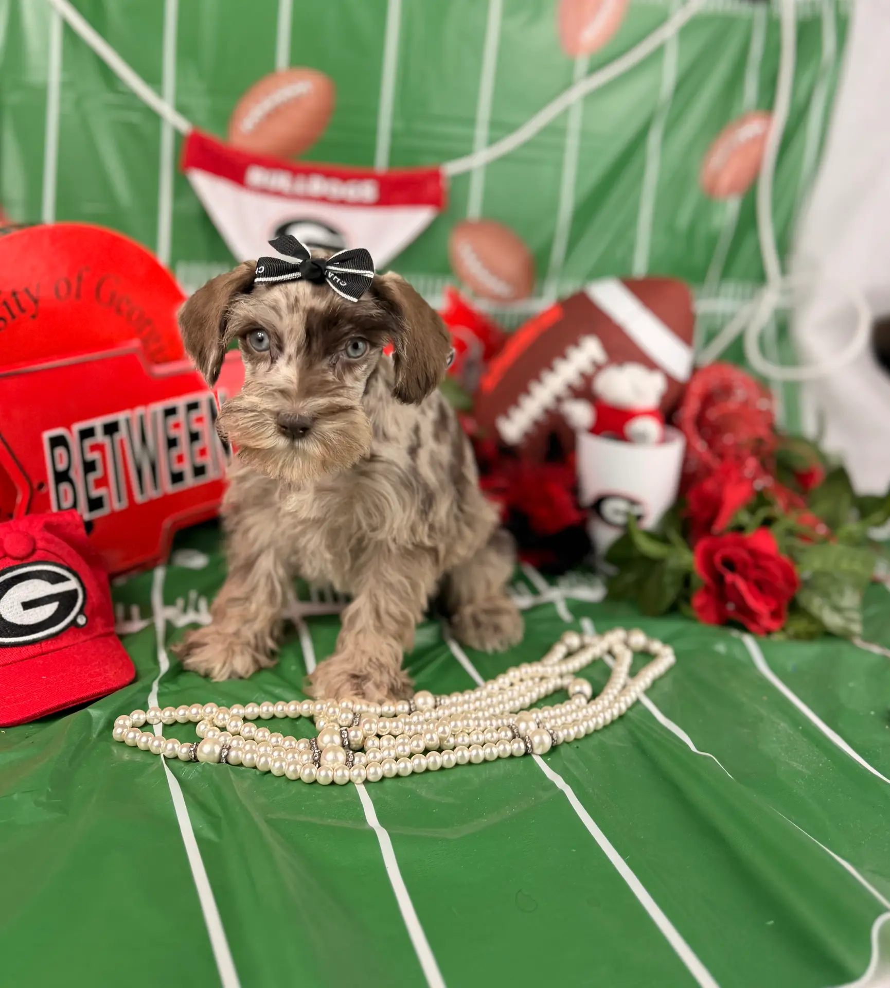 Red Merle Girl, a female Miniature Schnauzer for sale in Pearson, GA – Photo 6 of 6