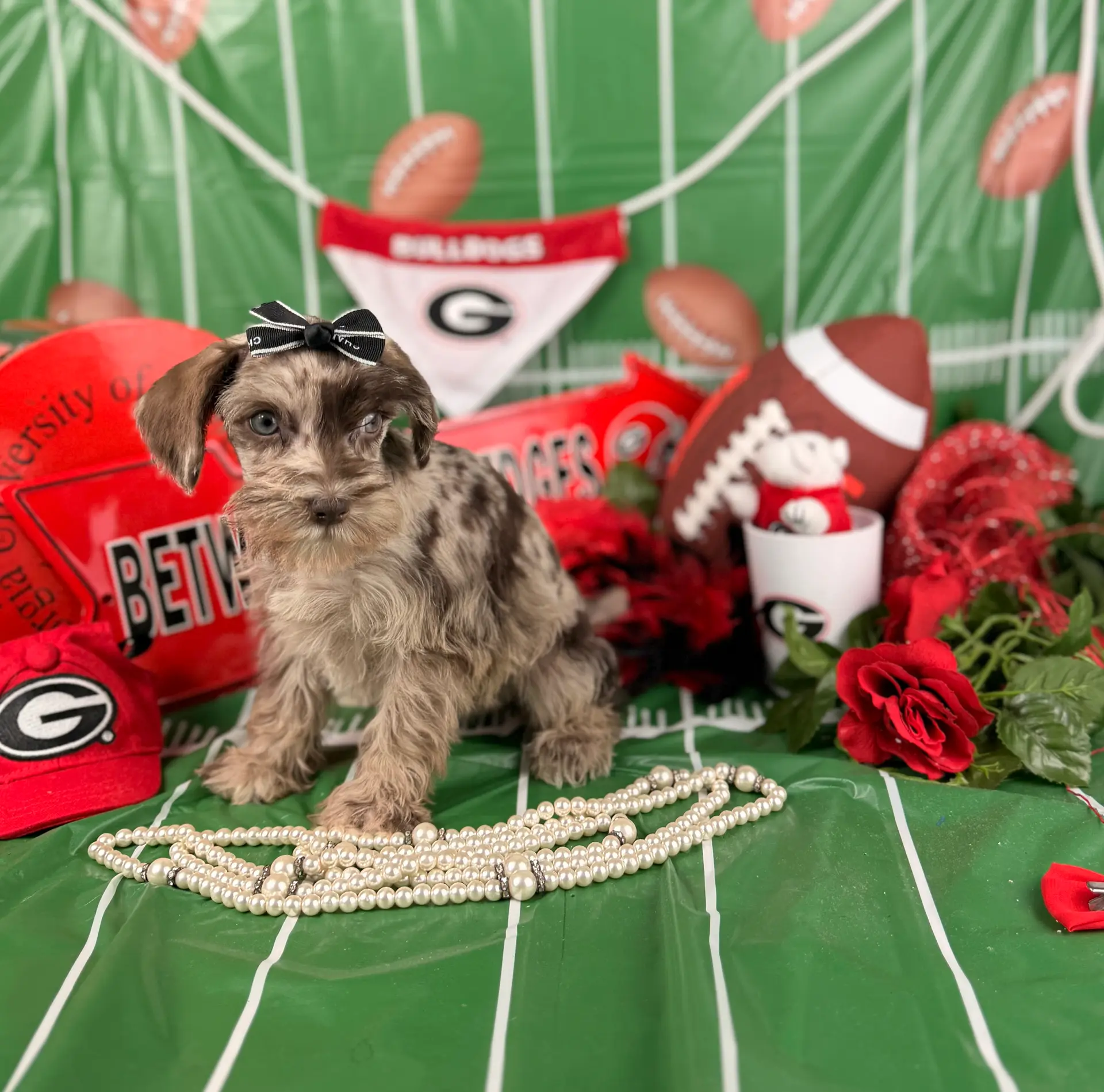 Red Merle Girl, a female Miniature Schnauzer for sale in Pearson, GA – Photo 4 of 6