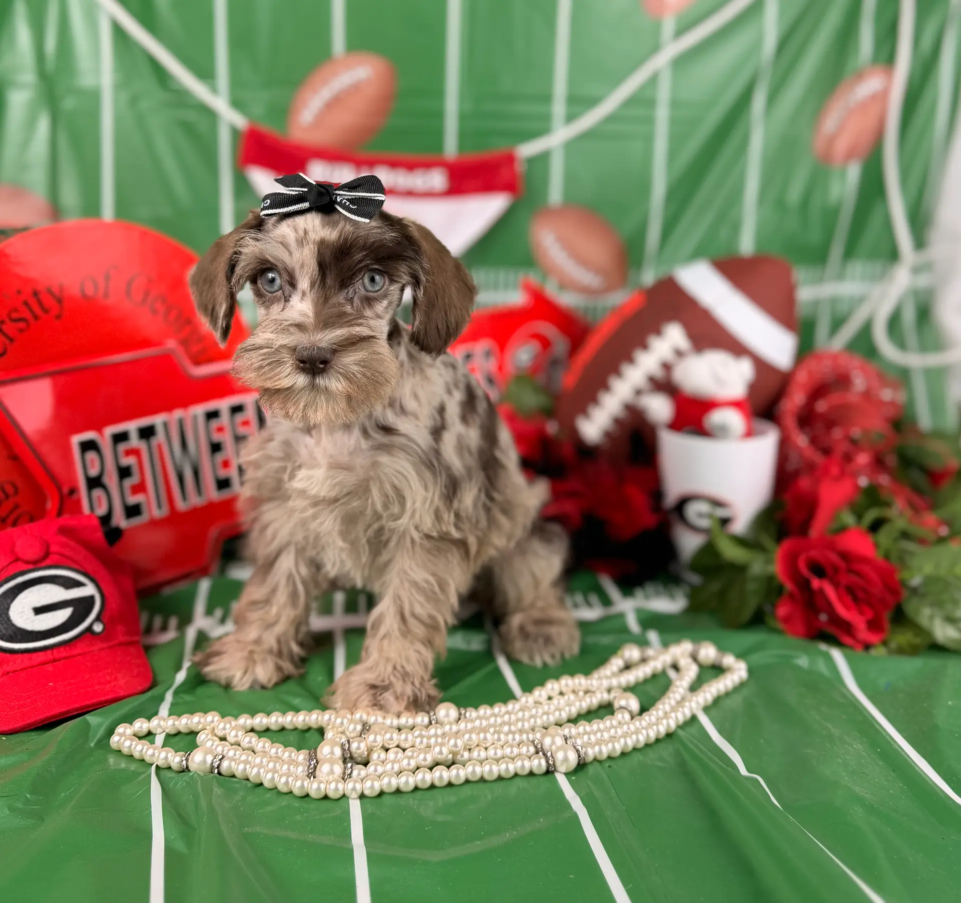 Red Merle Girl, a female Miniature Schnauzer for sale in Pearson, GA – Photo 5 of 6