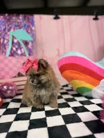 Tiny sable girl , a female Pomeranian for sale in Pearson, GA – 3 of 5
