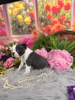 Blue boy , a male Boston Terrier for sale in Pearson, GA – 4 of 4