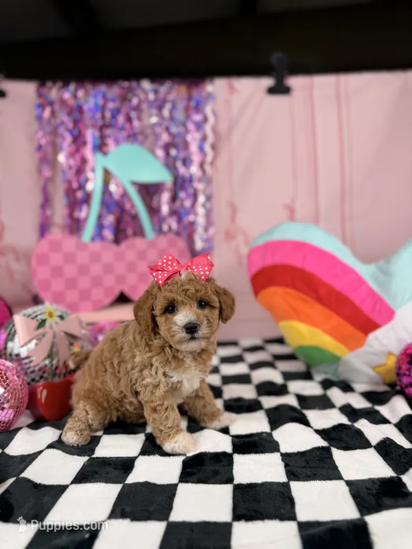 Toy Girl – Miniature Goldendoodle puppy for sale in Pearson, GA
