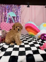 Toy male , a male Miniature Goldendoodle for sale in Pearson, GA – 4 of 4