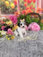 Parti Merle Girl, a female Miniature Schnauzer for sale in Pearson, GA – 4 of 4