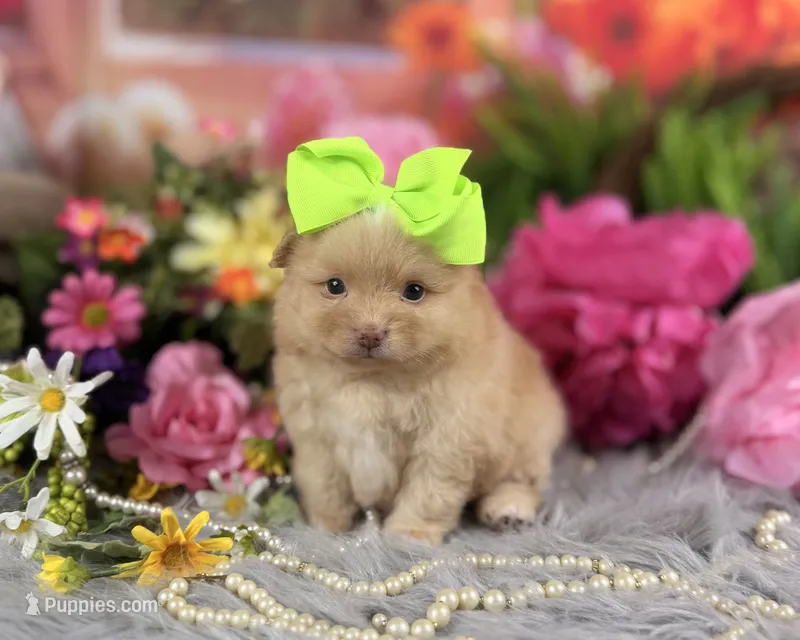 Cream girl  – Pomeranian puppy for sale in Pearson, GA