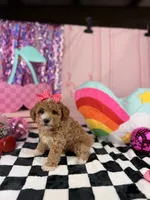 Toy Girl, a female Miniature Goldendoodle for sale in Pearson, GA – 4 of 4