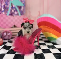 Toy Merle girl , a female Miniature Schnauzer for sale in Pearson, GA – 2 of 4