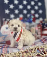 Toy Aussiedoodle boy, a male Poodle - Toy  and Toy Australian Shepherd for sale in Pearson, GA – 2 of 3