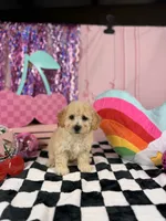 Cream Toy Boy , a male Cavapoo for sale in Pearson, GA – 2 of 4