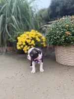Pretty girl, a female Boston Terrier for sale in Pearson, GA – 4 of 4