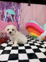 Tiny ivory boy, a male Maltipoo for sale in Pearson, GA – 2 of 4