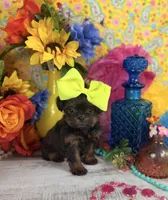 Tiny Girl, a female Shorkie for sale in Pearson, GA – 4 of 4