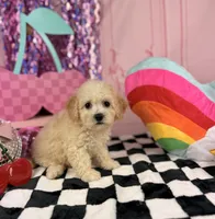 Ivory Toy Boy, a male Cavapoo for sale in Pearson, GA – 2 of 3