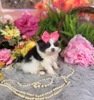 Parti Girl , a female Pomeranian for sale in Pearson, GA – 2 of 5