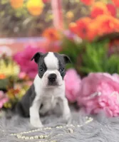 Blue boy , a male Boston Terrier for sale in Pearson, GA – 2 of 4