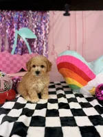 Apricot male Toy, a male Cavapoo for sale in Pearson, GA – 4 of 4