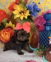 Tcup Shorkie girl , a female Shorkie for sale in Pearson, GA – 2 of 3