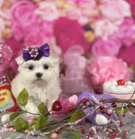 Tiny Girl, a female Maltese for sale in Pearson, GA – Photo 1 of 3