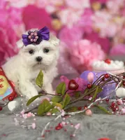 Tiny Girl, a female Maltese for sale in Pearson, GA – Photo 2 of 3